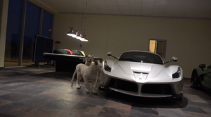 Povabljeni v še eno luksuzno garažo, kjer se med super avtomobili sprehajata kar dva redka bela leva