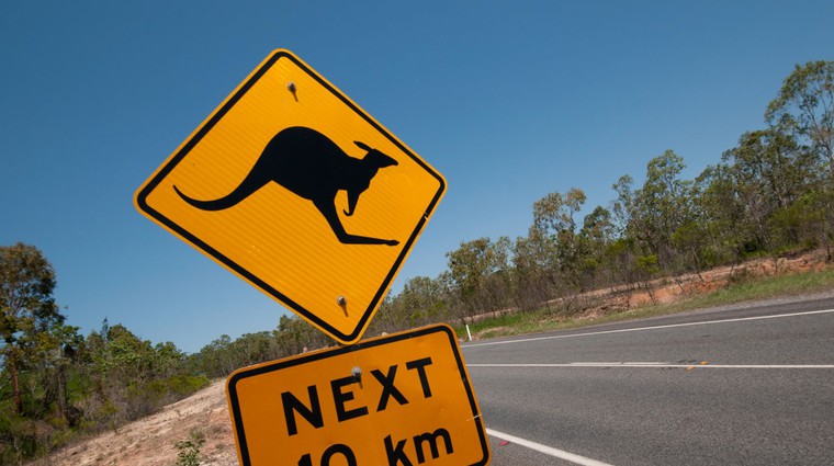 Volvo pri testiranju avtonomnih vozil naletel na nepričakovan izziv - kenguruje (foto: Profimedia)