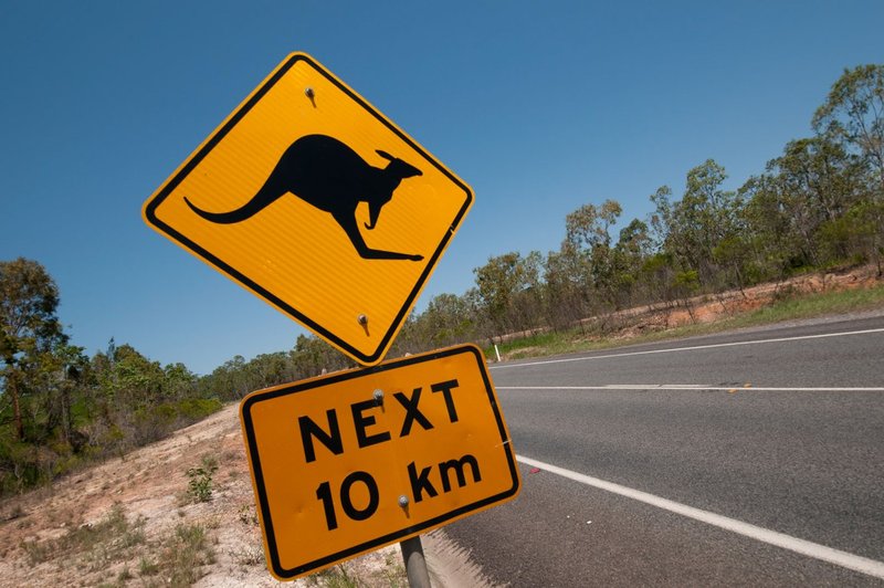Volvo pri testiranju avtonomnih vozil naletel na nepričakovan izziv - kenguruje (foto: Profimedia)