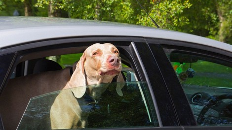 Zaščita psa med prevozom je prav tako pomembna kot zaščita potnikov