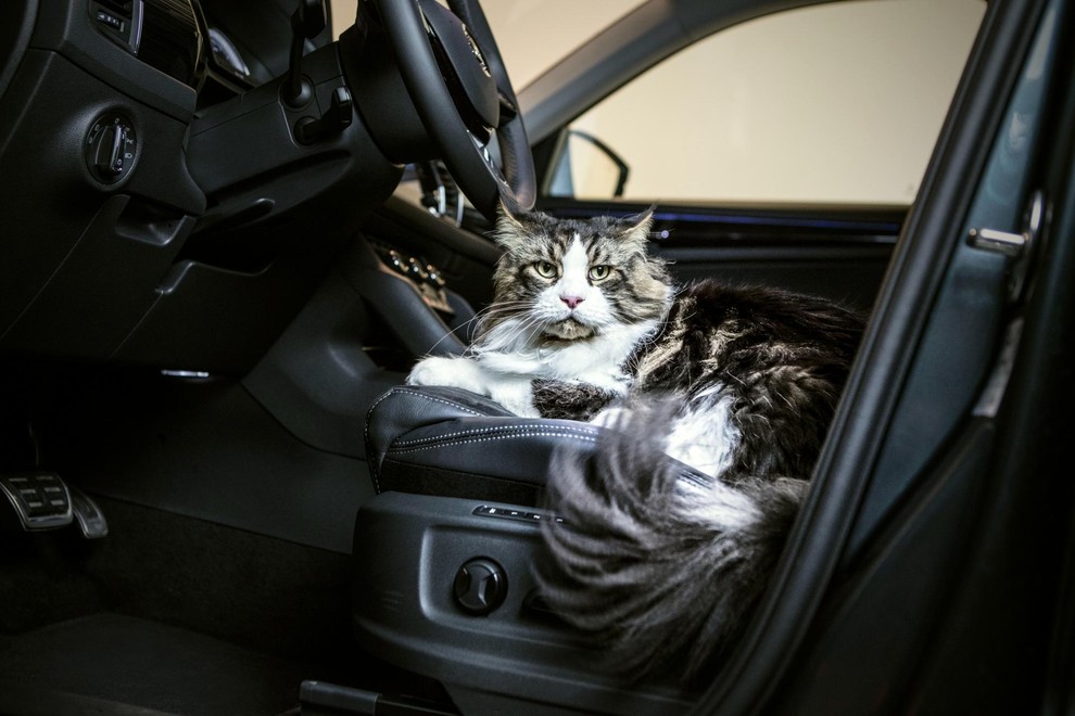 V dobi avtonomnih vozil živali morda ne bodo več samo potniki.