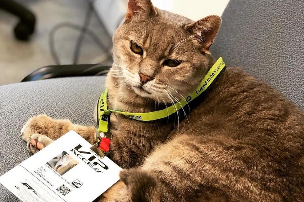 Preminil je ta slavni kosmatinec, ki je dirkačem F1 prinašal srečo v Imoli (foto: Instagram)