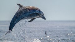 
                                                         živali delfin posebnost morska bitja