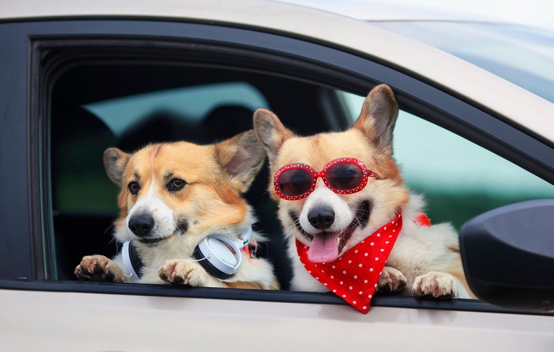Psi so izbrali: ne marajo avtomobilov z motorjem na notranje izgorevanje, precej raje se vozijo v …