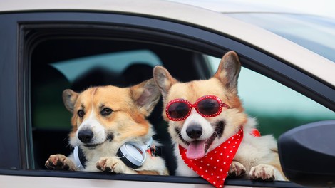 Psi so izbrali: ne marajo avtomobilov z motorjem na notranje izgorevanje, precej raje se vozijo v …