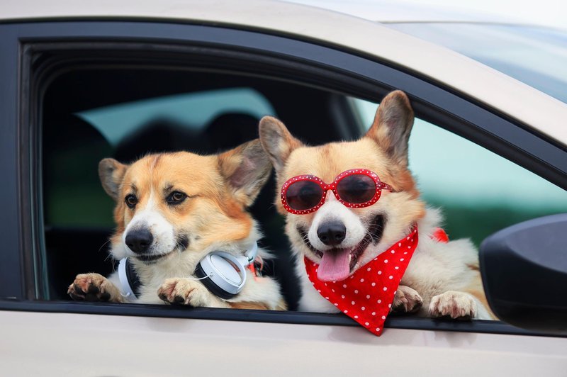 Psi so izbrali: ne marajo avtomobilov z motorjem na notranje izgorevanje, precej raje se vozijo v … (foto: Profimedia)