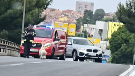 V Kopru so živali ustavile promet, reakcija voznikov vas bo presenetila