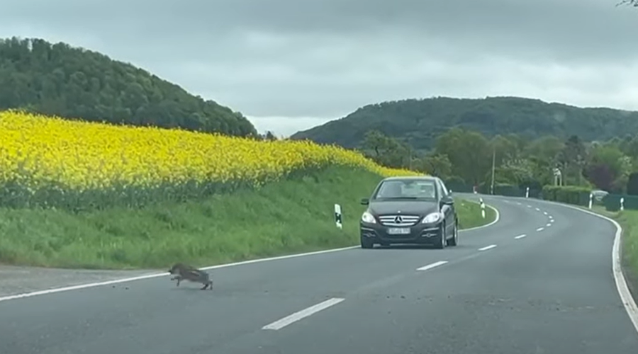 Vozniki med vožnjo doživeli pravi šok: na cesti so se nenadoma znašli ... (VIDEO) (foto: YouTube/ViralHog/posnetek zaslona)