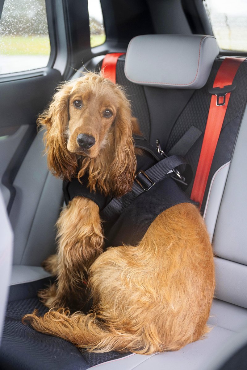 psi, avtomobili, pes, avto, škoda