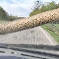 V hrvaški Istri vas zna presenetiti slepi potnik. Zastrašujoč prizor, ki se na dopustu lahko pripeti tudi vam (VIDEO)