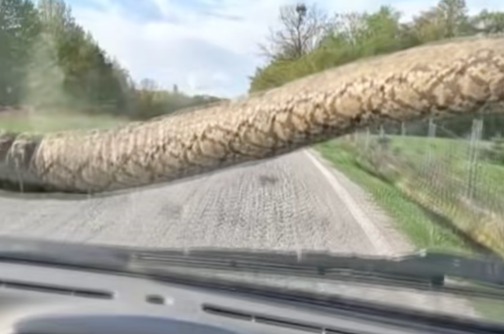 V hrvaški Istri vas zna presenetiti slepi potnik. Zastrašujoč prizor, ki se na dopustu lahko pripeti tudi vam (VIDEO) (foto: TikTok/hrvatska_radiotelevizija)
