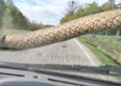 V hrvaški Istri vas zna presenetiti slepi potnik. Zastrašujoč prizor, ki se na dopustu lahko pripeti tudi vam (VIDEO)