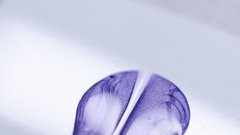 
                                                         Bugatti Mistral Caroline