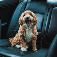 Na dopust z avtom in psom: dejstva, ki jih morate upoštevati (eno je še posebej pomembno)