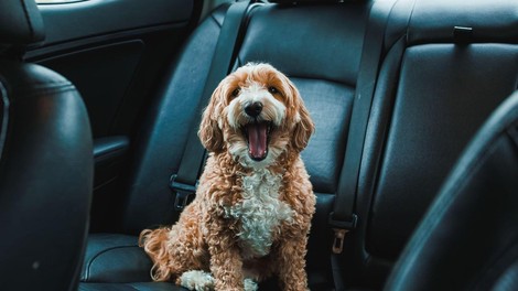 pes avto dopust nasveti potovanje varnost zdravje previdnost dobro je vedeti