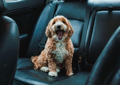 Na dopust z avtom in psom: dejstva, ki jih morate upoštevati (eno je še posebej pomembno)