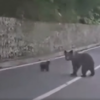 Iz avtomobila brezskrbno hranil medvedko z mladičem, sledil je bliskovit napad (video)
