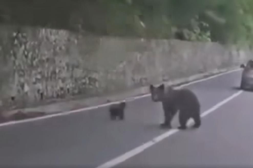 Iz avtomobila brezskrbno hranil medvedko z mladičem, sledil je bliskovit napad (video) (foto: Zaslonska slika/Facebook/Darko Saveljić)