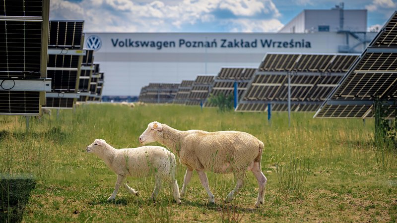 Vsakih 163 sekund iz tovarne, ki jo obkrožajo ovce, zapelje nov dostavnik